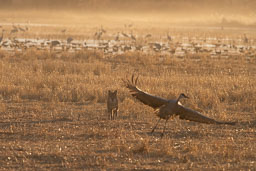 Kookaburra essay test two